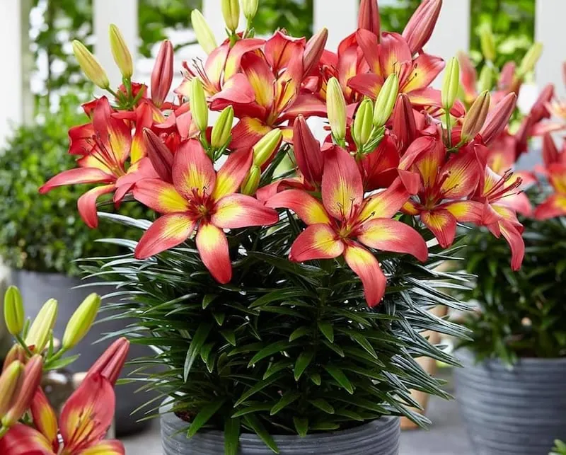 Hướng dẫn chi tiết cách chăm sóc Hoa Ly cắt cành và cây trồng trong chậu
