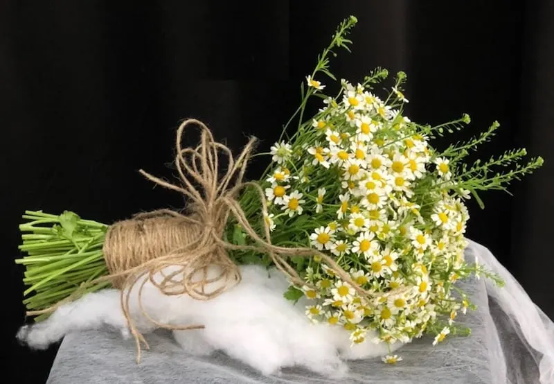 Hoa Cưới cầm tay cô dâu Cherish Day HC30 cúc hoạ mi