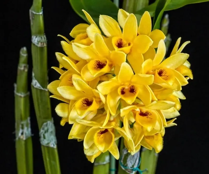 Lan Kiều Dẹt có tên khoa học là Dendrobium sulcatum, thuộc chi Lan Hoàng (Dendrobium) trong họ Lan (Orchidaceae)