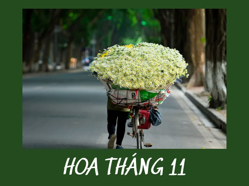 Hoa Tháng 11: Chiêm Ngưỡng Ngắm Sắc Hoa Rực Rỡ 2026