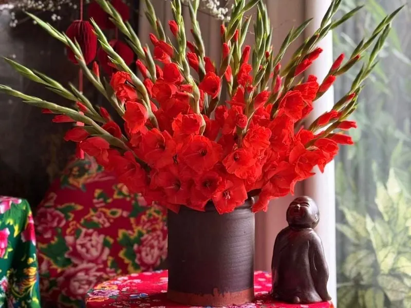 Hoa lay ơn đỏ