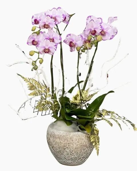 Mini Lightning Phalaenopsis Orchid Pot - LHĐ98