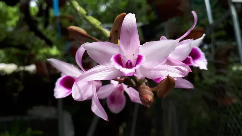 Lưỡng điểm hạc hay phi điệp, giả hạc, giả hạc tím là một loài lan trong chi Lan hoàng thảo