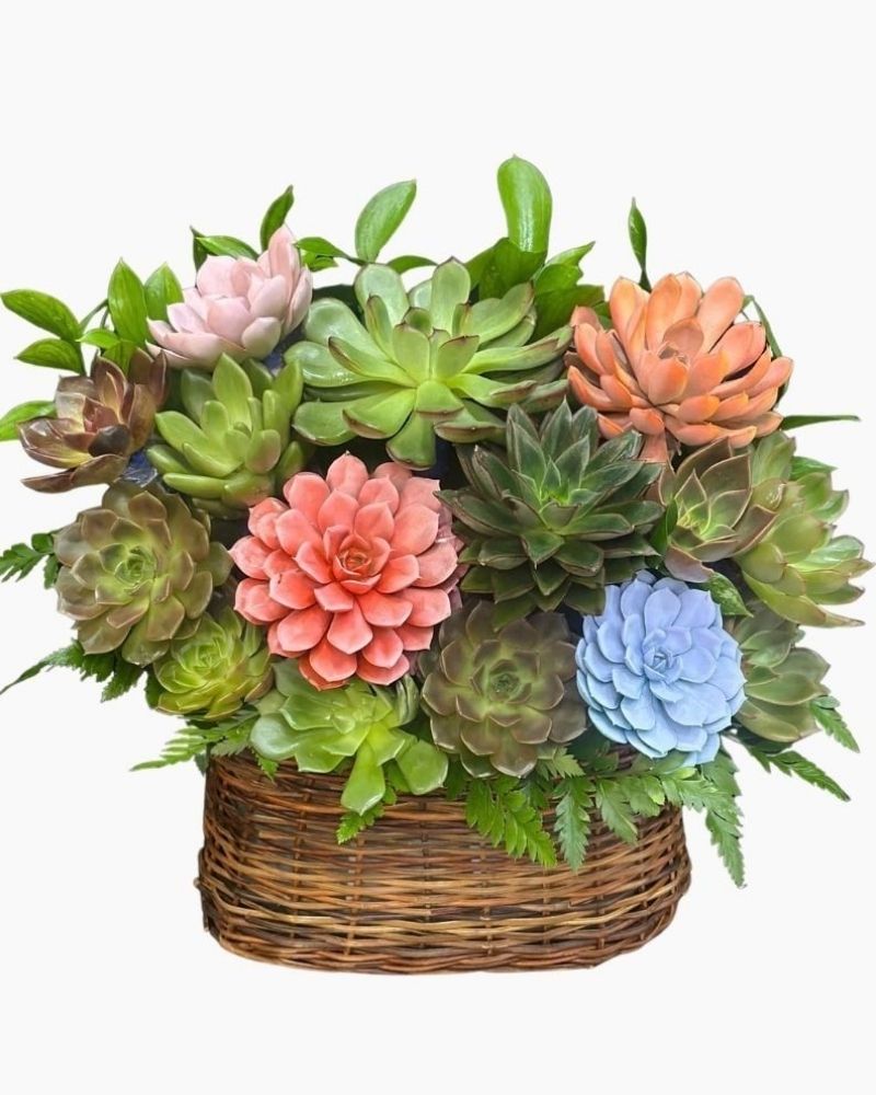  Chậu Sen Đá Đa Sắc - SD06 