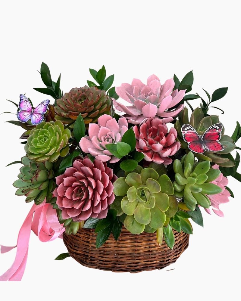 : Chậu Sen Đá Vườn Hạnh Phúc - SD08