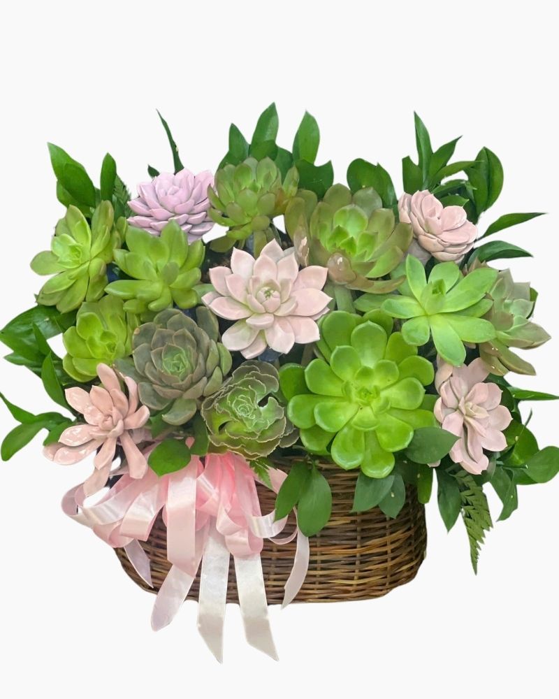 : Chậu Sen Đá Xuân Xanh Viên Mãn - SD13