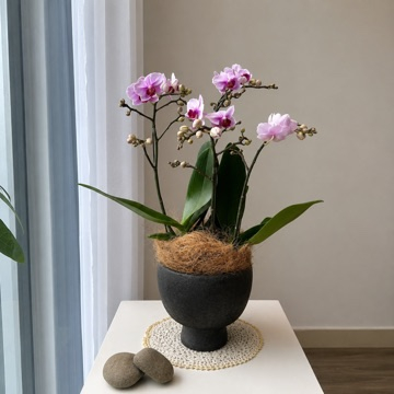  Chậu Lan Hồ Điệp Hồng Ngọc - LHD256 
