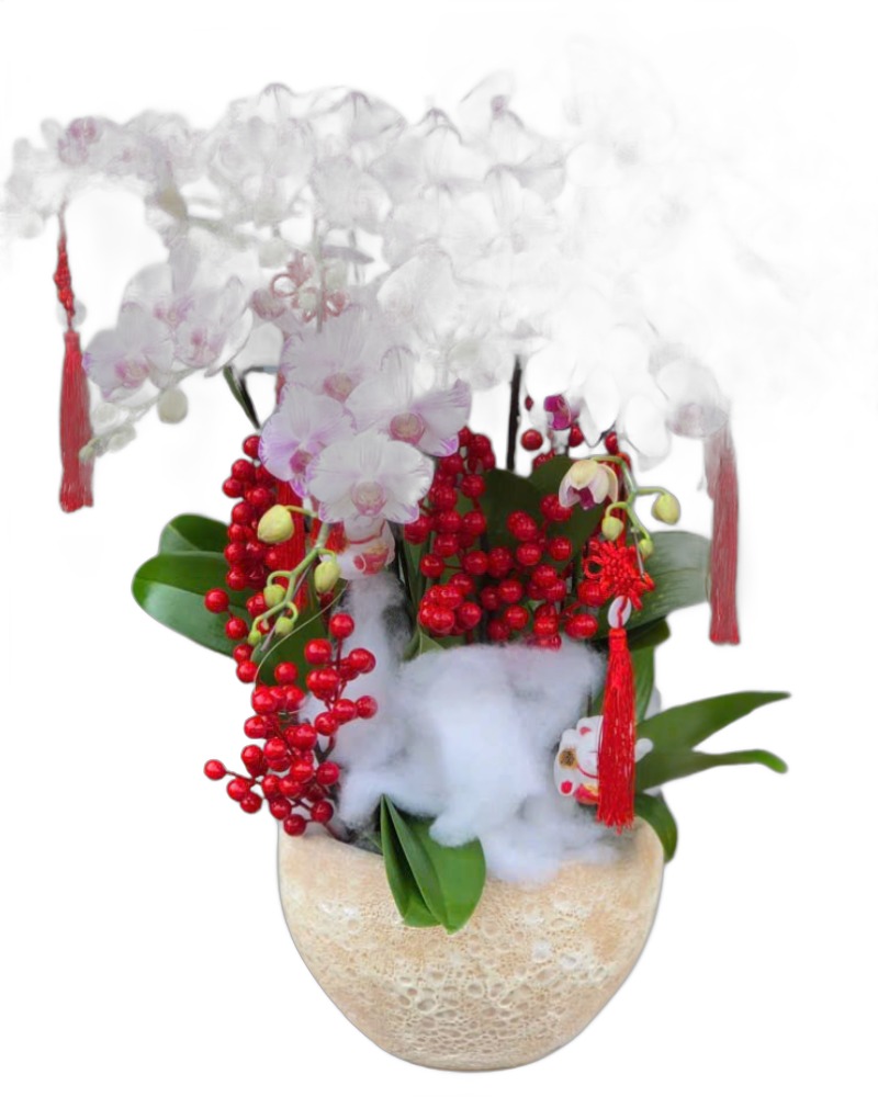 Lan Hồ Điệp: Chậu Lan Hồ Điệp Hồng Phát - LHĐ143