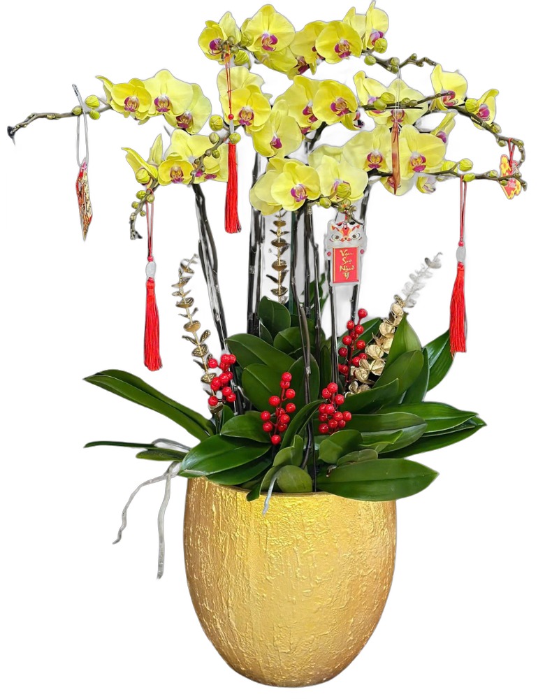 Lan Hồ Điệp: Chậu Lan Hồ Điệp Vinh Hoa - LHĐ184