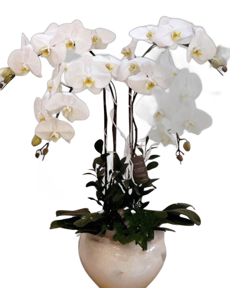 Lan Hồ Điệp: Chậu Hoa Lan Hồ Điệp Trắng Let's Celebrate - LHĐ17