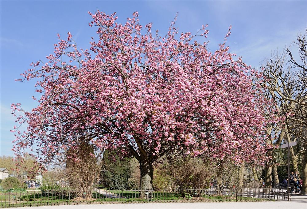 Hoa Anh Đào Nhật (Sakura)