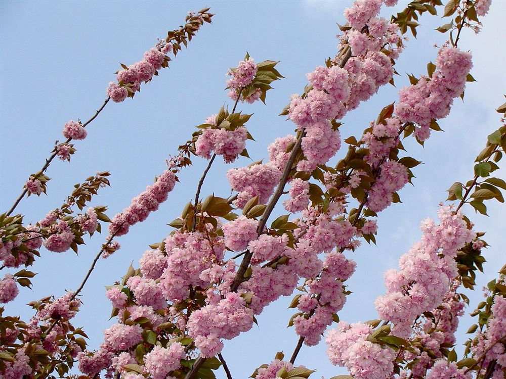 Hoa Anh Đào Nhật (Sakura)