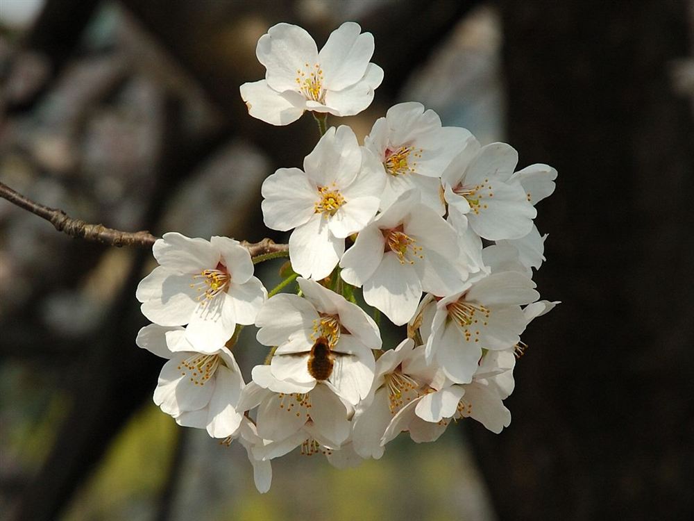 Anh đào Nhật (Sakura) — Prunus serrulata