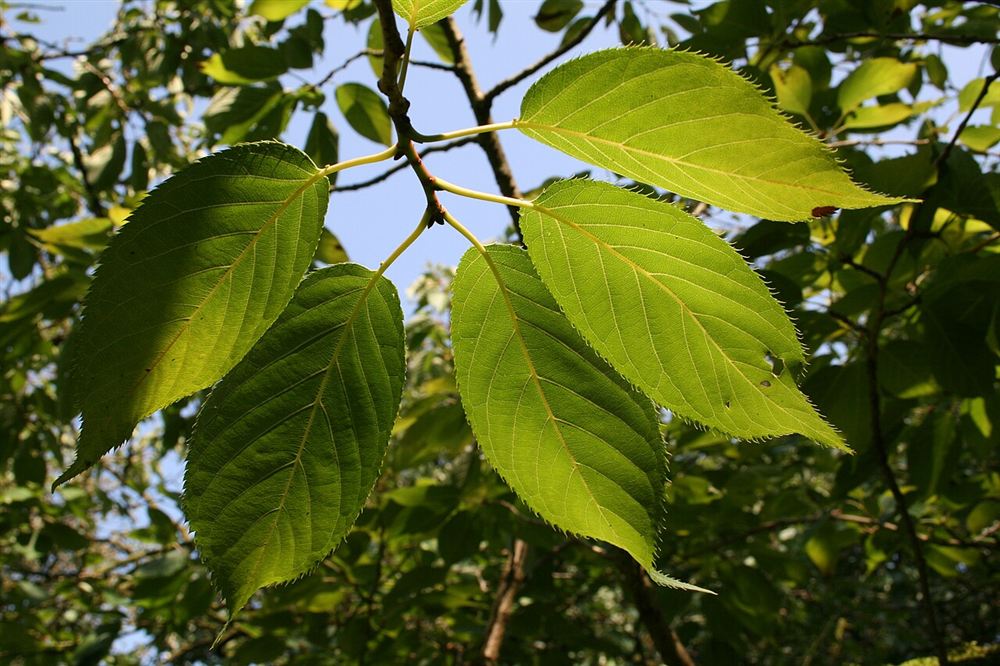 Hoa Anh Đào Nhật (Sakura)