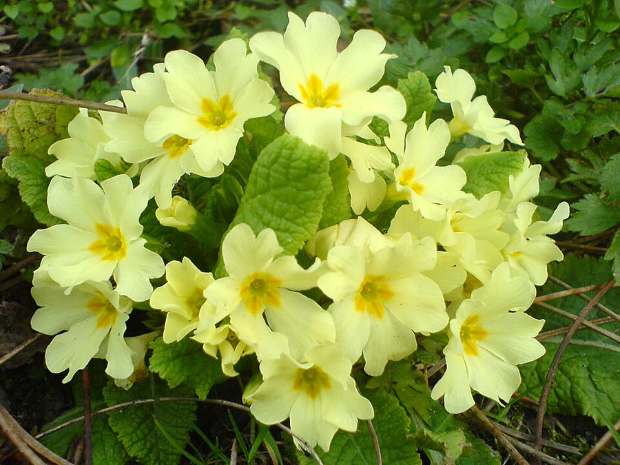 Anh thảo cảnh (Cineraria) — Pericallis × hybrida