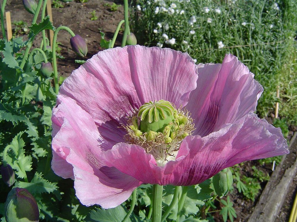 Anh túc cảnh (Poppy) — Papaver rhoeas