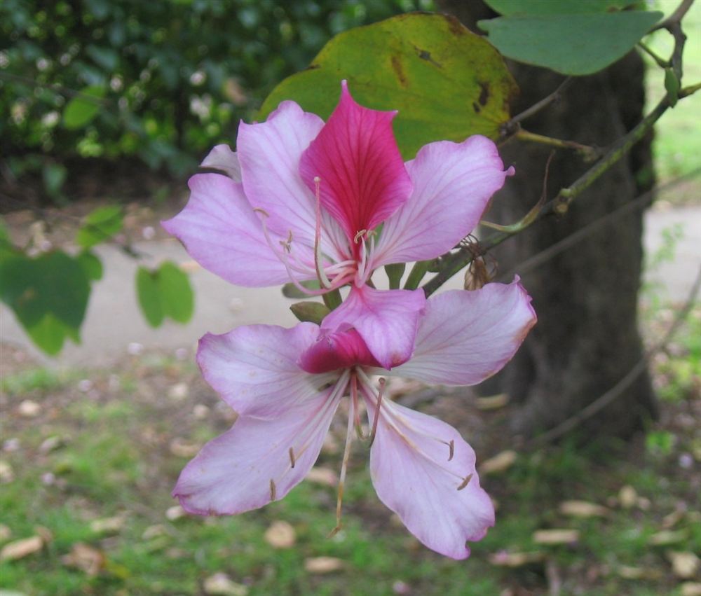Hoa ban — Bauhinia variegata