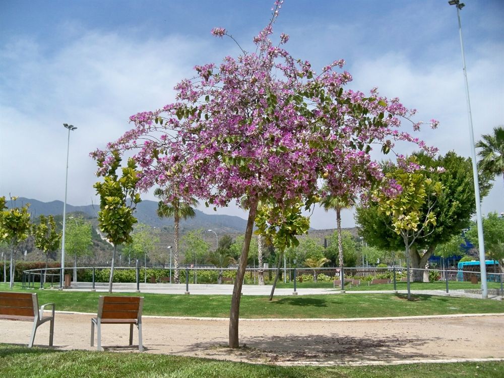 Hoa ban