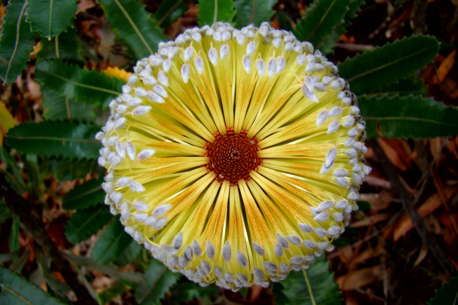 Hoa Banksia: Ý nghĩa, nguồn gốc và đặc điểm
