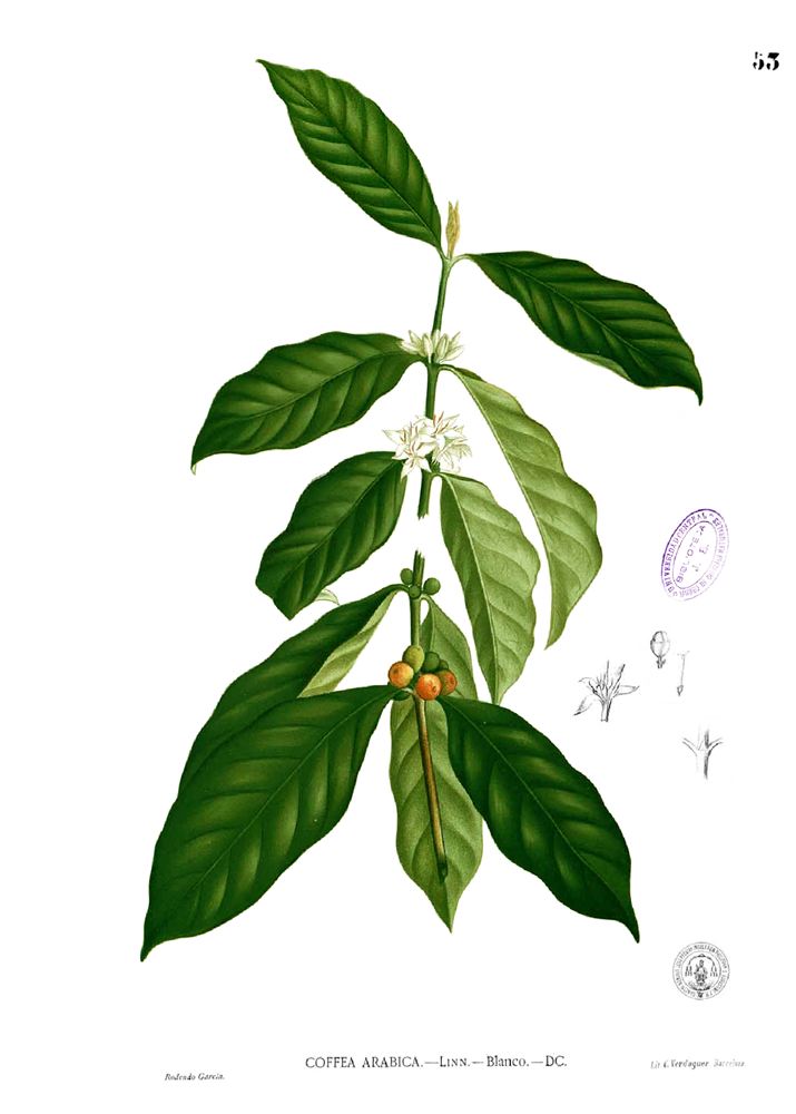 Hoa cà phê — Coffea