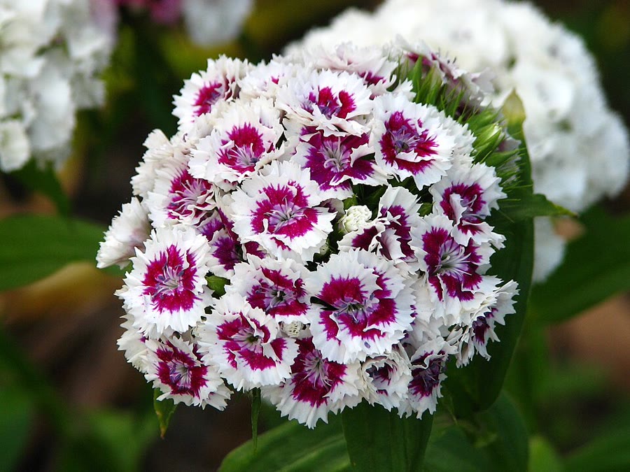 Cẩm chướng thơm (Sweet William) — Dianthus barbatus