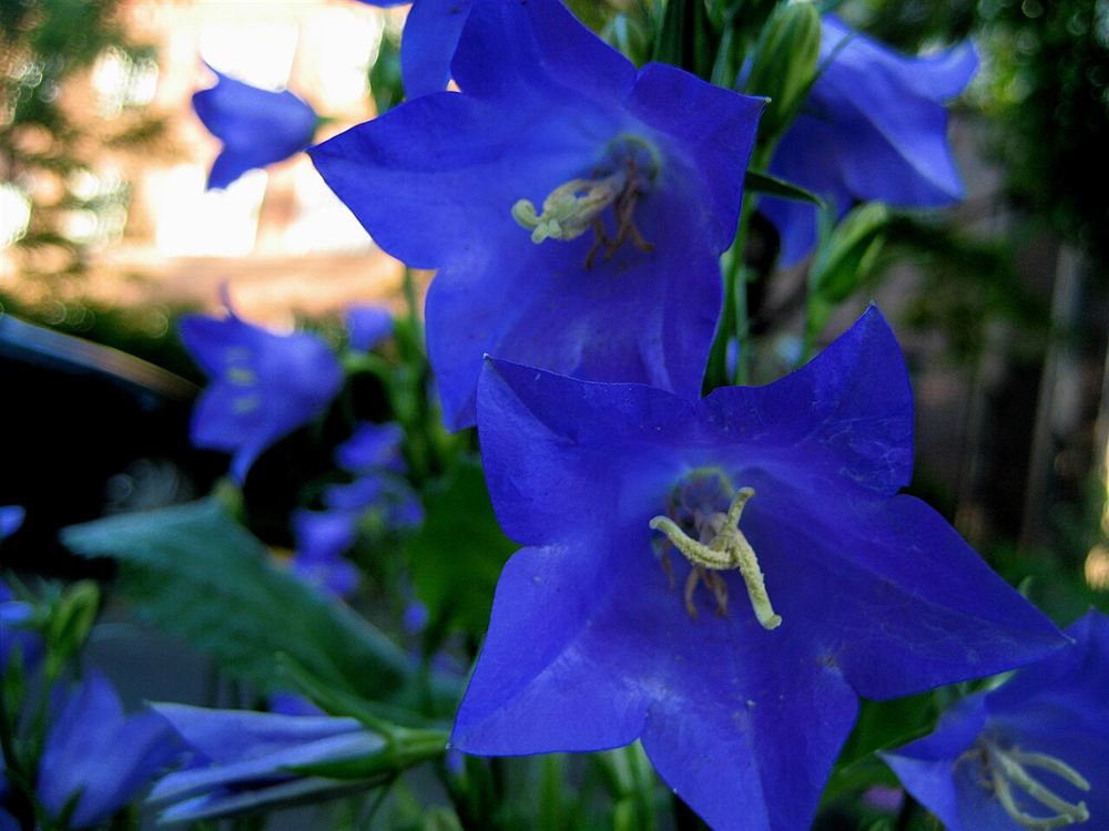 Chuông xanh (Bluebell) — Hyacinthoides non-scripta