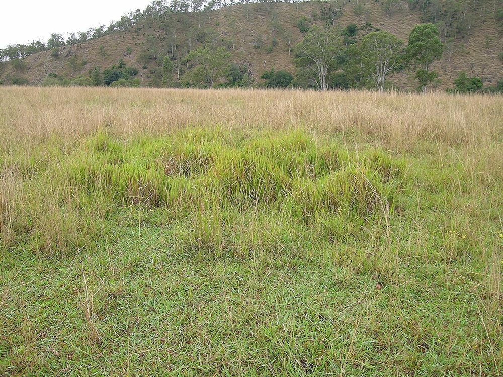Hoa Cỏ Lau