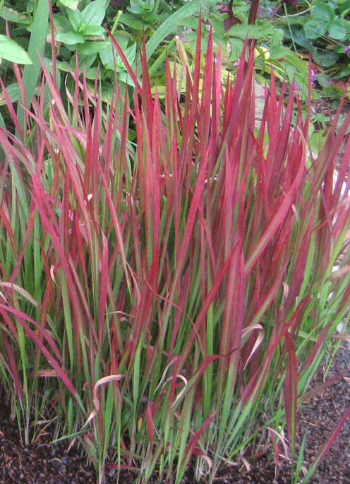 Hoa cỏ lau — Saccharum spontaneum