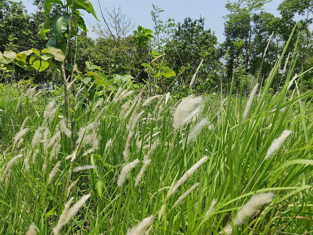 Hoa Cỏ Lau