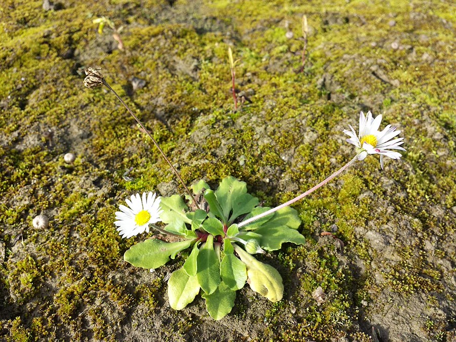 Cúc daisy (Cúc châu Âu) — Bellis perennis