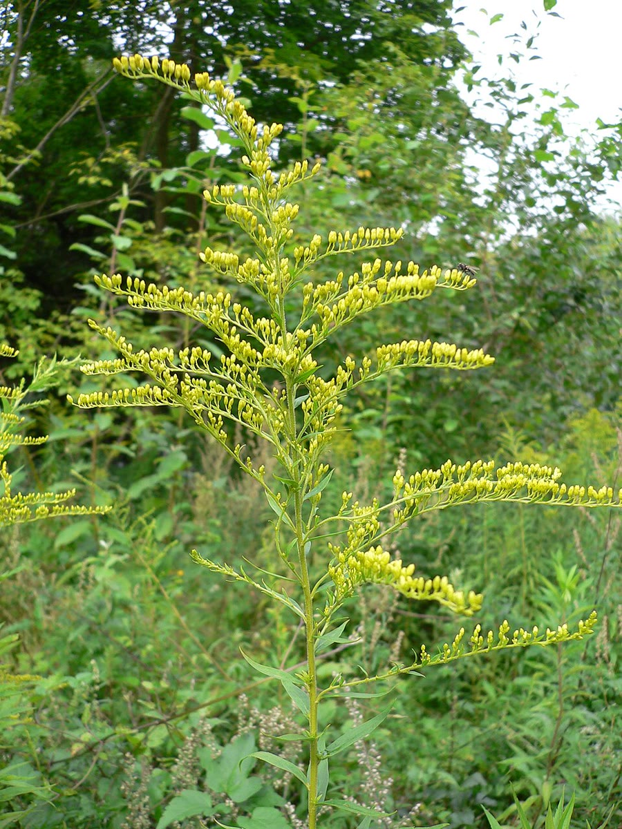 Cúc hoàng anh (Goldenrod) — Solidago canadensis