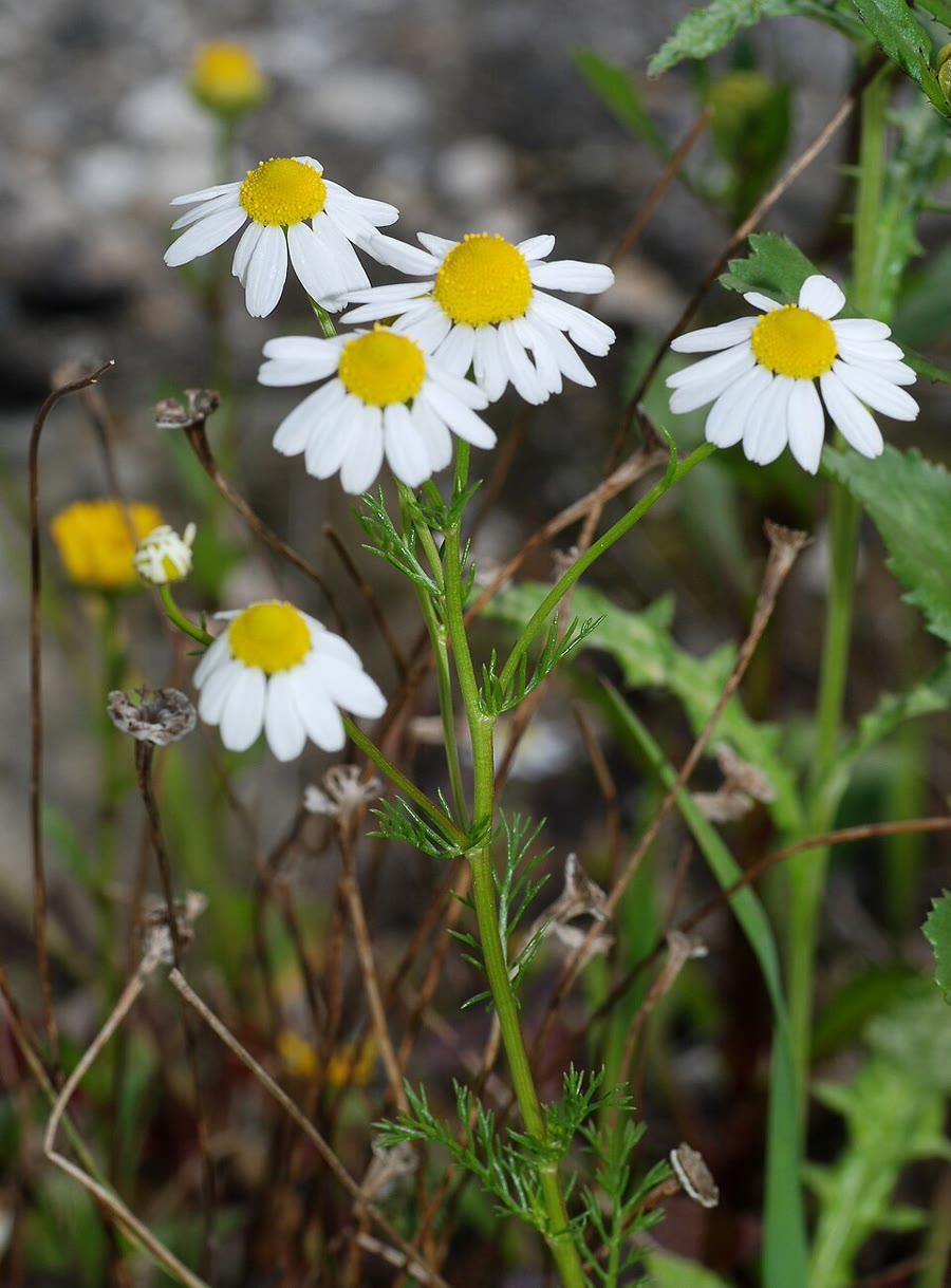 Cúc La Mã (hoa cúc thảo mộc, chamomile) — Matricaria chamomilla