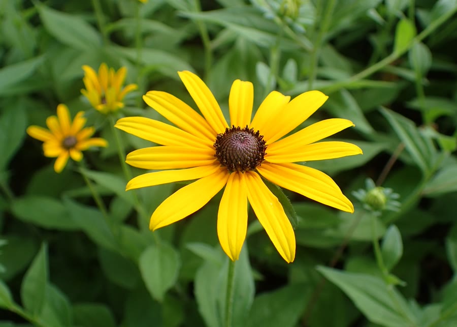 Cúc mắt đen (Black-eyed Susan) — Rudbeckia hirta