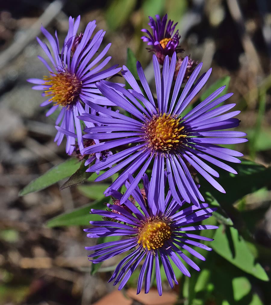 Cúc thạch thảo Mỹ (Aster New England) — Symphyotrichum novae-angliae