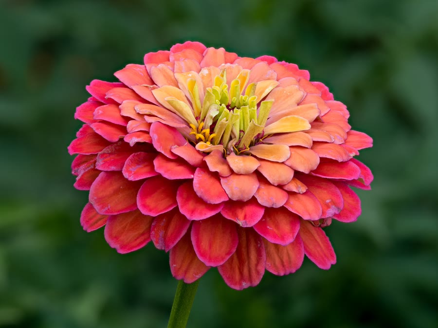 Cúc zinnia (Hoa cúc lá nhám, Ngũ sắc) — Zinnia elegans