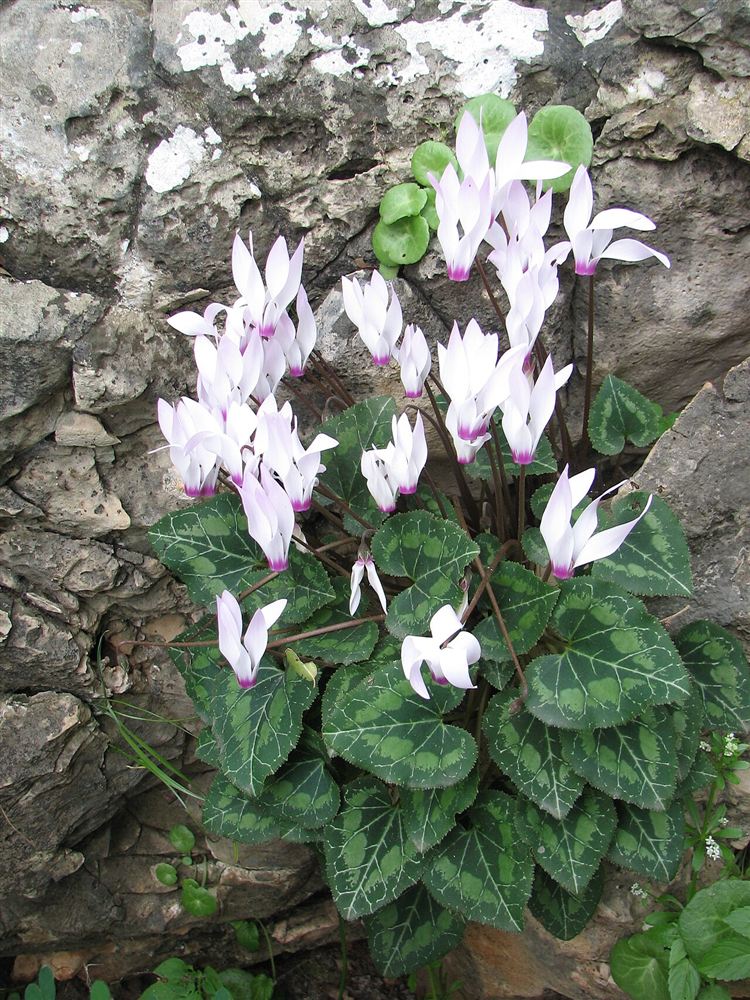 Cyclamen