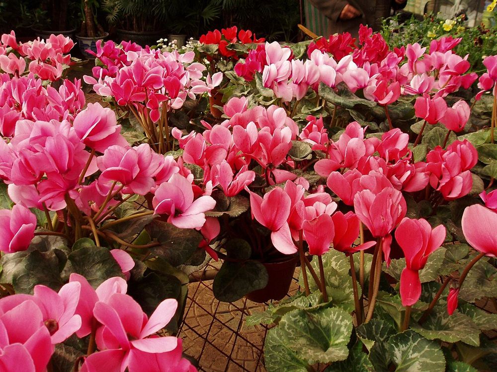 Cyclamen (Anh thảo cánh bướm) — Cyclamen persicum