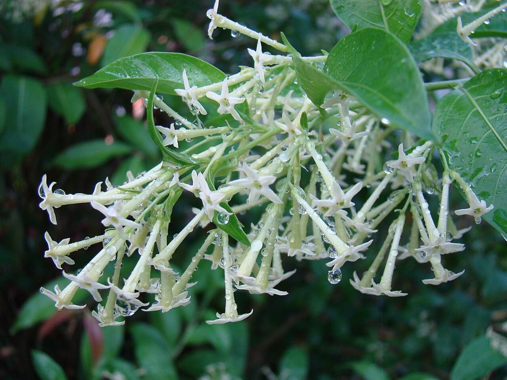 Dạ lan hương (Hyacinth) — Hyacinthus orientalis