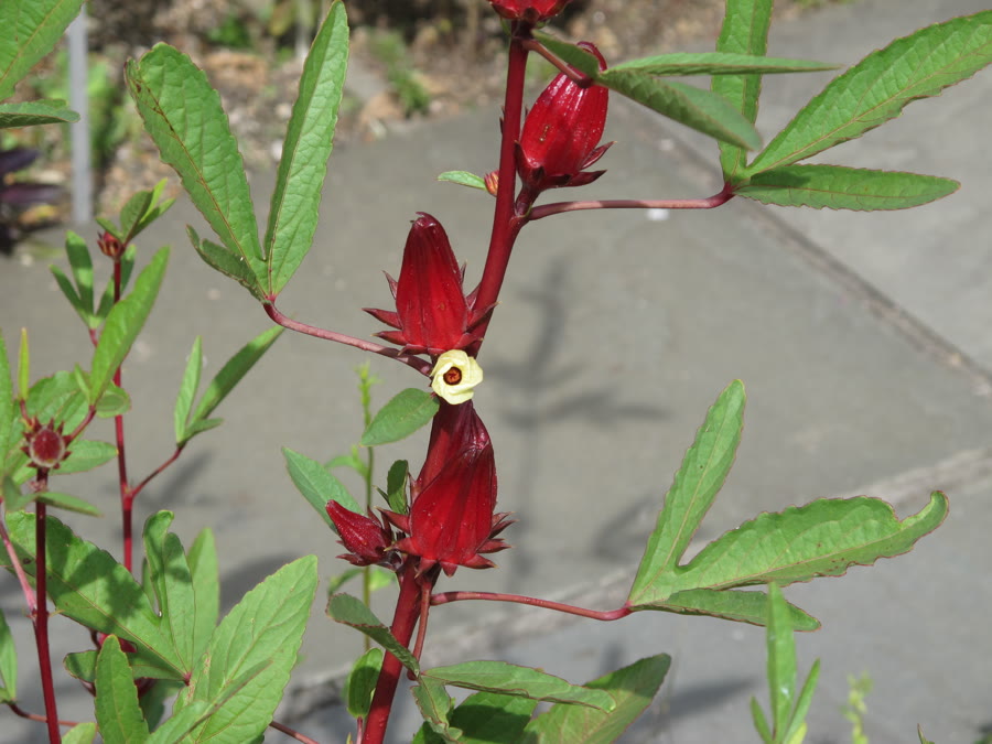 Dâm bụt châu Phi (Bụp giấm, Atiso đỏ, Roselle) — Hibiscus sabdariffa