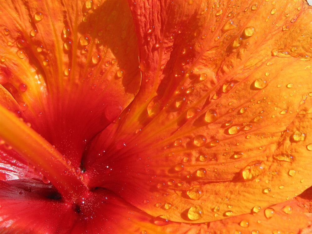 Dâm bụt (Bụp, Hibiscus) — Hibiscus rosa-sinensis