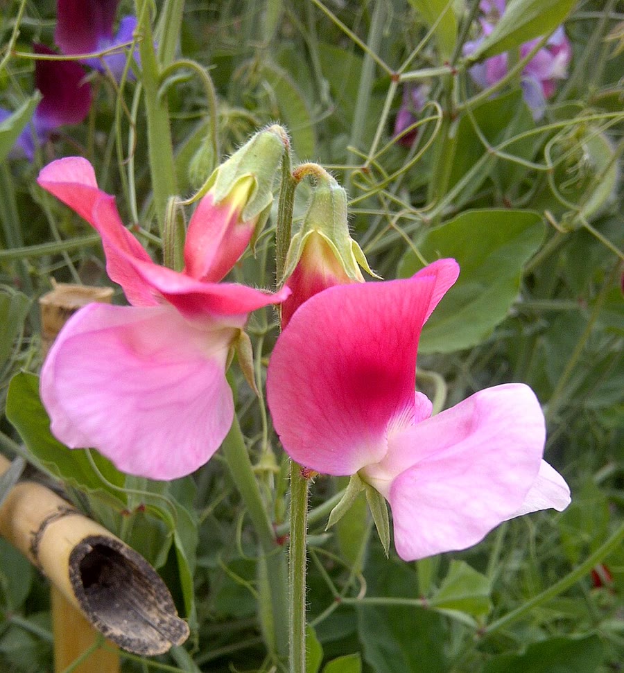 Đậu hoa ngọt (đậu thơm, sweet pea) — Lathyrus odoratus