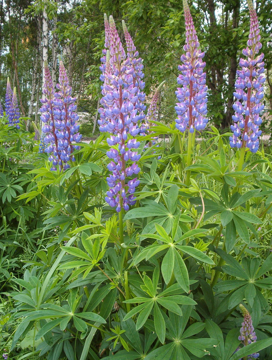 Đậu lupin (Hoa lupin) — Lupinus polyphyllus