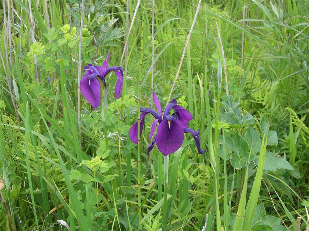 Diên vĩ Nhật (Iris Nhật) — Iris ensata