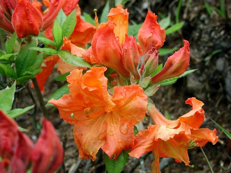 Đỗ quyên Nhật (Azalea Satsuki) — Rhododendron indicum