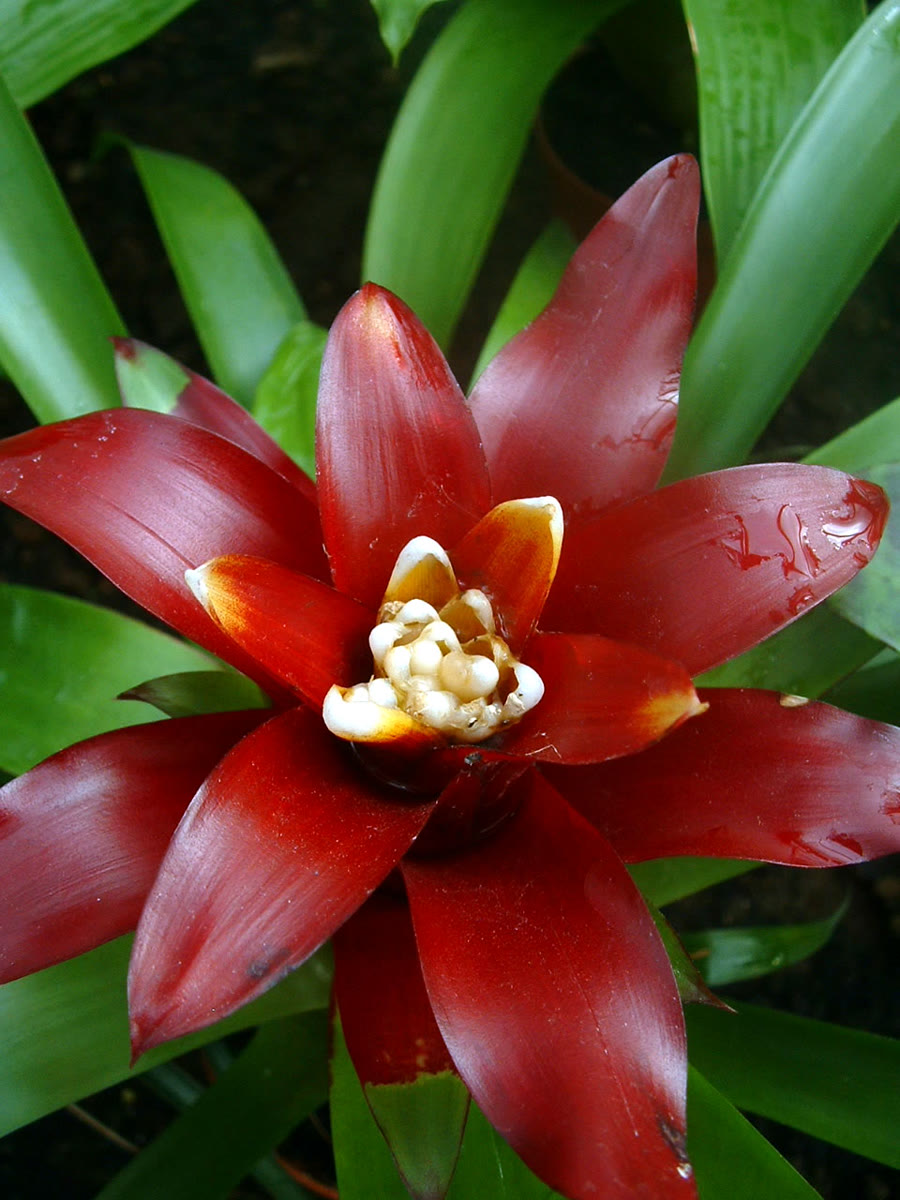 Dứa cảnh (Bromeliad) — Guzmania lingulata