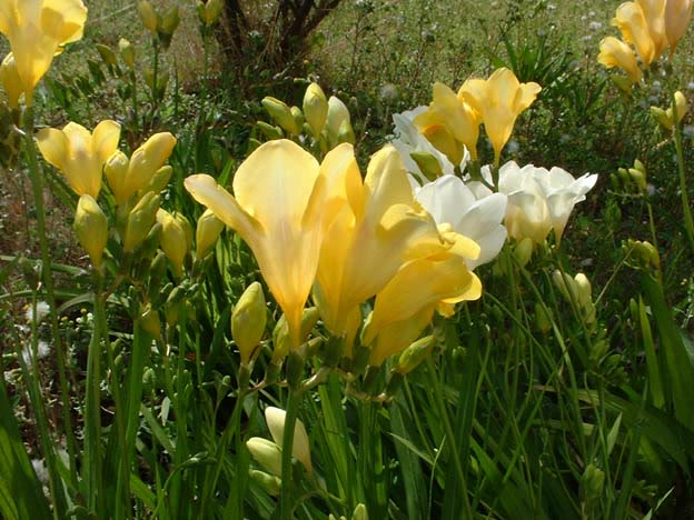 Freesia (Lan huệ thơm): Ý nghĩa, nguồn gốc và đặc điểm