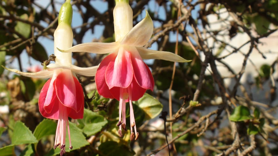Fuchsia: Ý nghĩa, nguồn gốc và đặc điểm