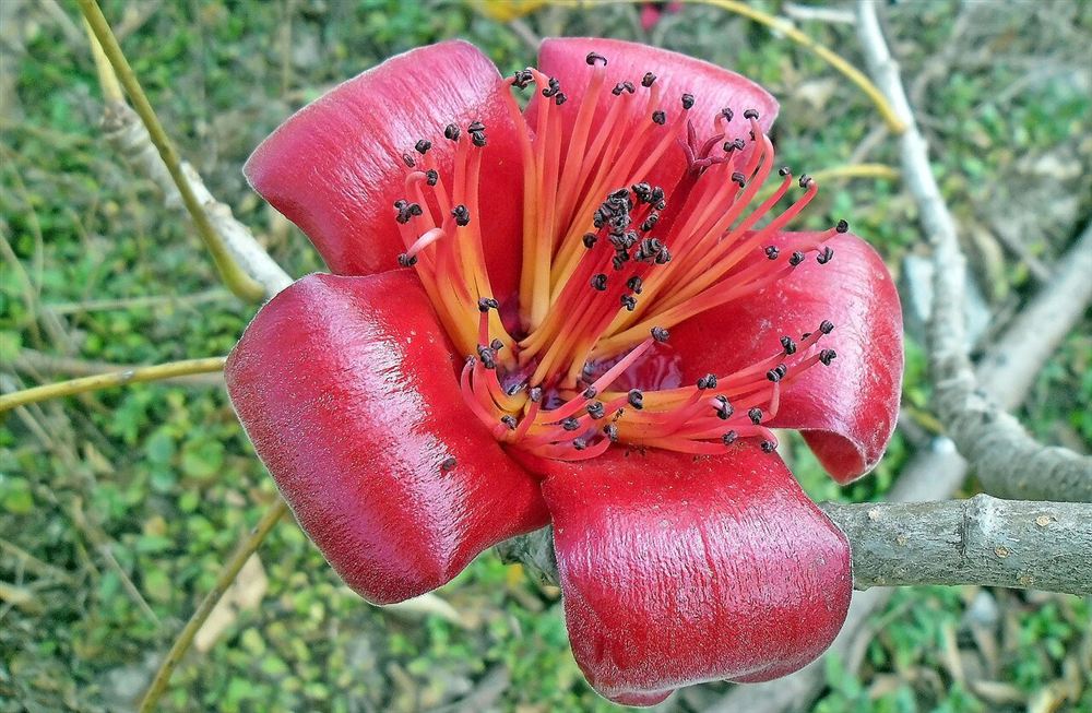 Hoa gạo