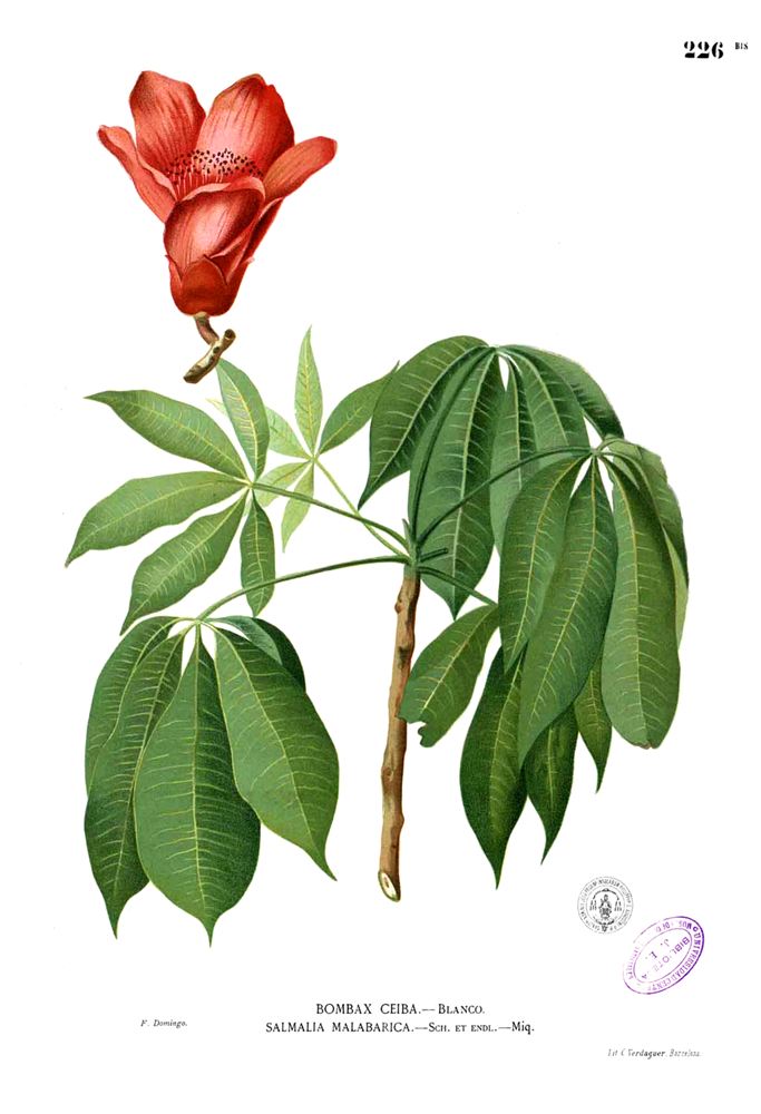 Hoa gạo (mộc miên) — Bombax ceiba