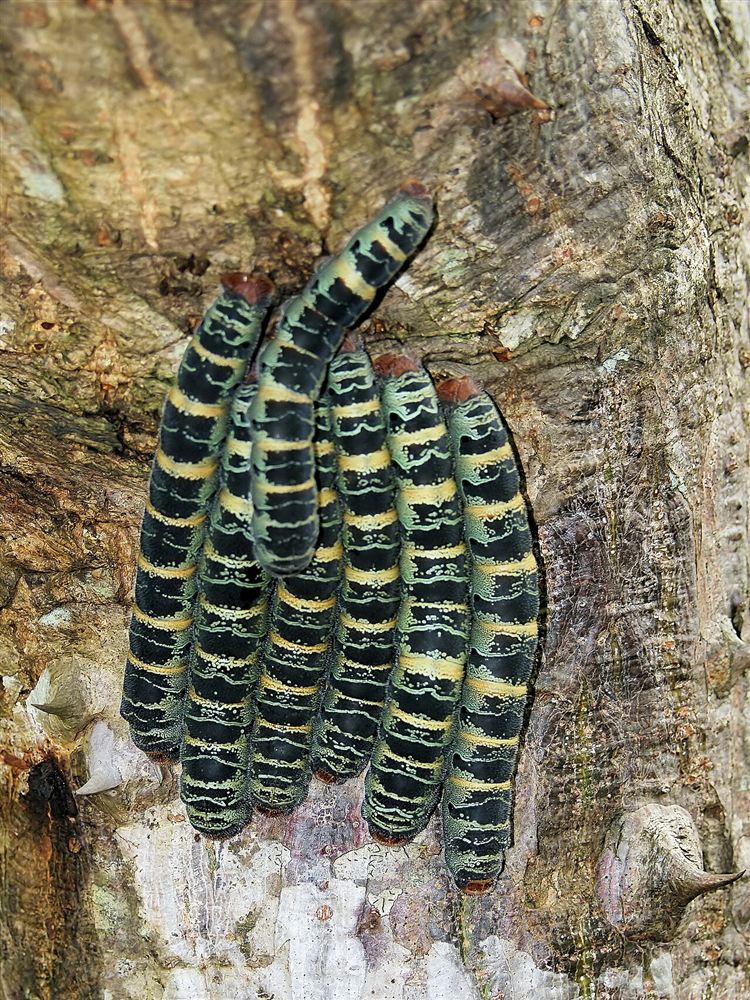 Hoa gạo